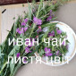 Іван чай - фото № 1