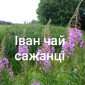 Іван чай сажанці - фото № 1