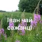 Іван чай сажанці - фото № 1