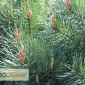 Цветочная пыльца Сосновая пыльца - фото № 1