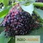 Чорна бузина ягода продам - фото № 1