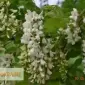 Акація цвіт продам - фото № 1