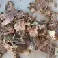 Купить родиолу розовую - фото № 1