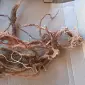 Красный корень продам - фото № 1