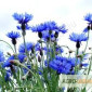 Продается волошка синяя, упаковка 50 грамм - фото № 1