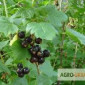 Продается черная смородина - листья для здоровья - фото № 1