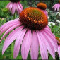 Ехинацея цветок купить - фото № 1