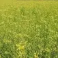 Рижей рижик рижій купити - фото № 1