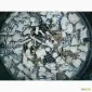 Сроно продам корінь лаконоса американського різаний - фото № 2