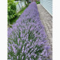 Лаванда - фото № 2
