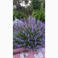 Англійська вузьколиста лаванда - фото № 2