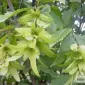 Цвет граба настойка (Carpinus betulus) - фото № 1
