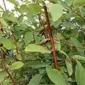 Настойка гілочок жимолості - фото № 2