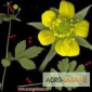 Гравилат городской – лечебные свойства и применение - фото № 3