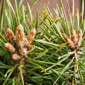 Почки сосны - фото № 4