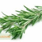 Розмарин - фото № 1
