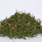 Багульника (побеги) 1кг - фото № 1
