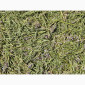 Эспарцет (трава) 1 кг - фото № 1
