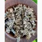 Исландский мох - фото № 3