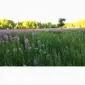 Иван-чай ферментированный - фото № 2