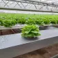 Продам салати та зелень цілий рік (гідропоніка) - фото № 2