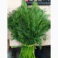 Свежий укроп из Узбекистана - фото № 1