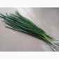 Зелена цибуля перо - фото № 2