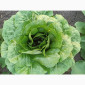 Продаж :: Зелень :: Сезон 2022 :: - Салат Ромен- 25 грн/кг -Львів - фото № 2