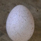 Инкубационное яйцо индюков БИГ-6 - фото № 1