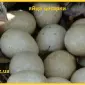 Інкубаційні яйця цісарки сіро-крапчастої - фото № 1