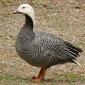Гусь белошей - фото № 1