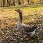 Гусята Серый Большой - фото № 1