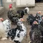 Куры карликовые кохенхины - фото № 1