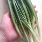 Зелена цибуля перо - фото № 2