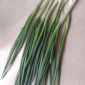 Зелена цибуля перо - фото № 1