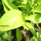 Продаю семена табака - 7 сортов и Махорки - фото № 1
