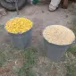Зерно (кукуруза кормовая ) и смеси - фото № 1