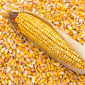 Кукурудза кормова суха - фото № 1