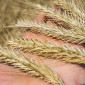 Жито посівне гібрид насіння - фото № 1