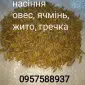 Овес посівний, Ячмінь ярий, Жито, Гречка, Вика - фото № 1