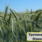 Семена Тритикале Гарне - фото № 1