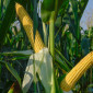 Кукурудза в качанах на продаж - фото № 1