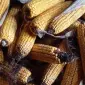 Кукурудза в качанах - фото № 1