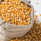 Продам фуражное зерно кукурузы и пшеницы - фото № 1