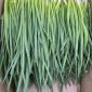 Зелена Цибуля на перо для продажу - фото № 1