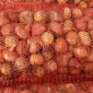 Продам Штутгарт суходолье цибуля на перо - фото № 1
