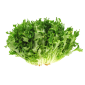 Салат Фризе (1 кг) на продаж - фото № 1