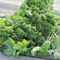 Свіжий кріп та петрушка з Узбекистану - фото № 1