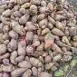 Продам кормовий буряк - фото № 1