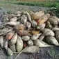 Продам дрібну картоплю та кормовий буряк - фото № 1